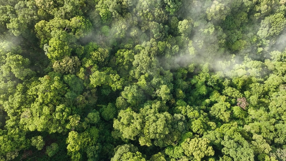 Treetops with emissions, indicating pollution or industrial activity.