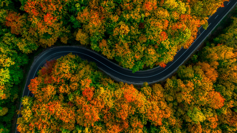 A road winding through trees, their leaves changing colors in autumn.