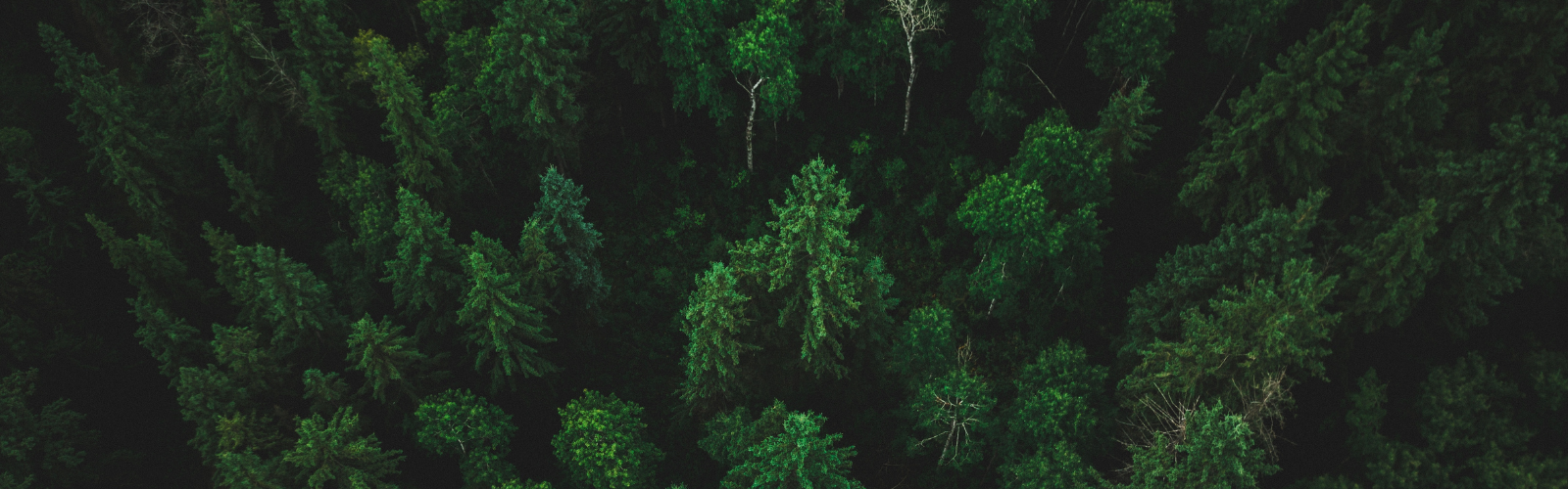 Endava and Climatiq-join-forces-to-provide-sustainable-software-solutions